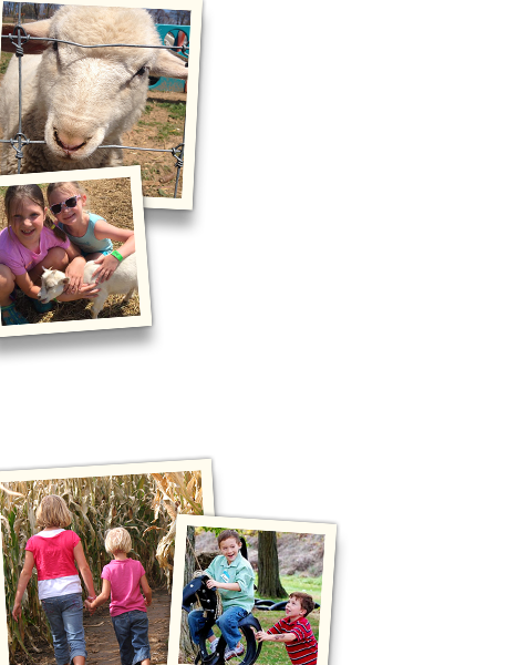 Pick Your Own Strawberries and Flowers at Paulus Farm Market