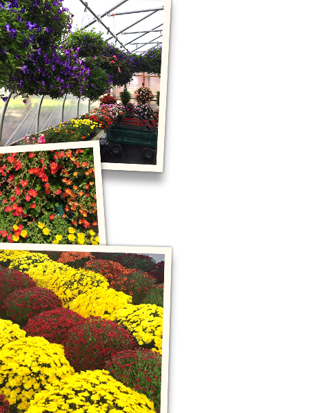 Pick Your Own Strawberries and Flowers at Paulus Farm Market