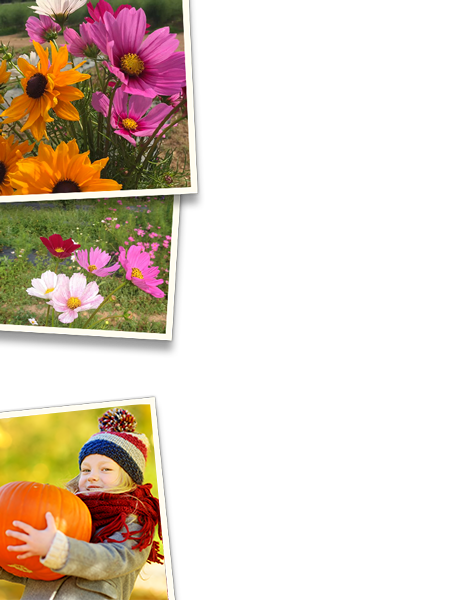 Pick Your Own Strawberries and Flowers at Paulus Farm Market